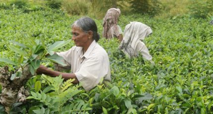 Не уверен – не запрещай: мнение о 100% органической Шри-Ланке