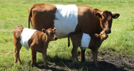 Ранний отъем мясных телят в засушливое лето – опыт американских скотоводов