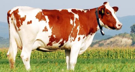 Почему голштинская порода коров так популярна в Великобритании и за рубежом?