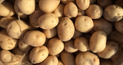 Картофельный союз снова предложил ритейлу продавать мелкий картофель