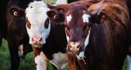 Изменение рациона молочных коров поможет избежать отека вымени