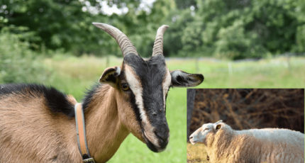Козы или овцы – кто выгоднее для домашней фермы