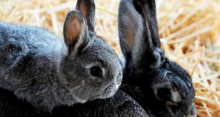 Что нужно для выращивания кроликов на мясо