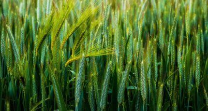 Повышение устойчивости производства зерна озимой пшеницы