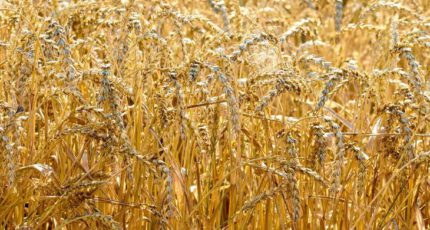 Результаты инвестиций в точное земледелие при производстве твердой пшеницы: опыт Италии