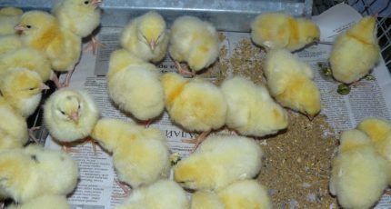 Ученые УрГАУ придумали, как вывести антибиотики из кормового рациона цыплят