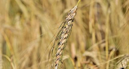 В Воронежской области засыпали 126 тыс тонн семян яровых культур под урожай 2024 года