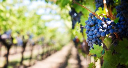 Технология искусственного интеллекта помогает сэкономить многомиллиардный урожай винограда