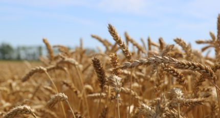 Пошлина на пшеницу повышена до $46,5
