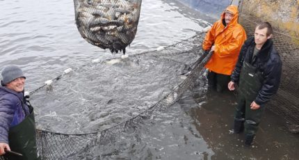 Богучарский район: Успешно развивается рыболовецкое хозяйство ООО «Дон»