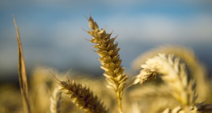 Минсельхоз снизил пошлину на экспорт пшеницы