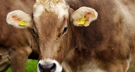 Готовы ли молочные фермеры покупать анти-метановую добавку для коров