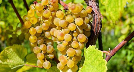 Самые популярные сорта винограда в России и основные вредители культуры
