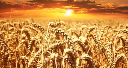 Рекомендации специалистов о минеральном питании озимой пшеницы
