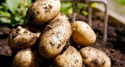 3 эффективных способа вернуть плодородие почвы после посадки картофеля