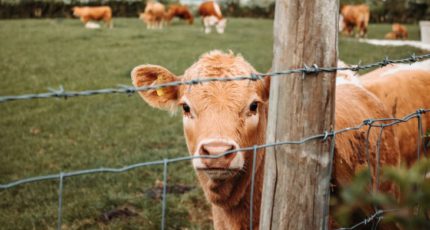 Инновационный метод ЭКО поможет решить проблемы с беременностью у коров