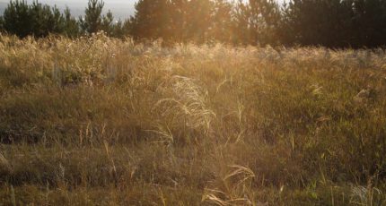 В хозяйствах УК «Август-Агро» по итогам 2021 года будет возвращено в оборот 16 тыс. га заброшенных полей