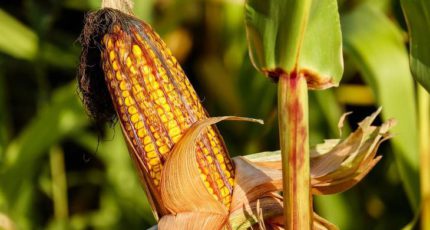 3 совета по выбору гибридов кукурузы на 2022 год