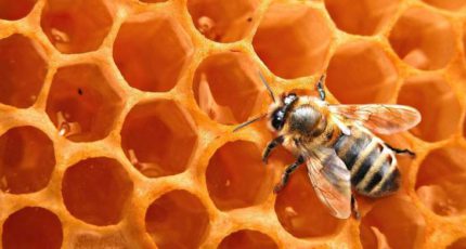 Специалисты рекомендуют проводить осенью профилактику для предотвращения развития варроатоза у пчел