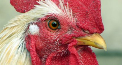 В Татарстане призывают забить птицу товарной кондиции из-за угрозы птичьего гриппа