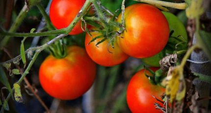 Жёлтые плечики у плодов томатов - как устранить причины их появления?