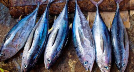 Минсельхоз предлагает снять ограничения на вылов ряда видов рыбы