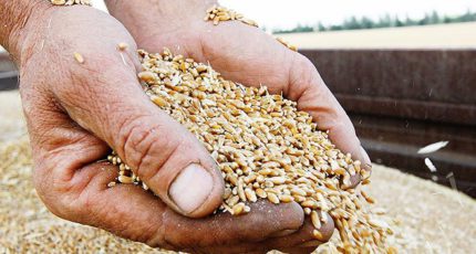 В Мордовии разработали препарат, на 20% повышающий урожай зерна