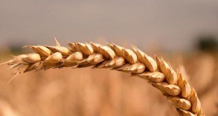 Канзасский фермер назвал пшеницу ягодой и продает зерно как премиальный продукт