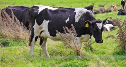 Виртуальные загоны для коров тестируют в Новой Зеландии