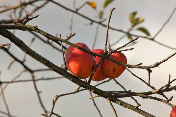 Чем подкормить плодовые деревья осенью – какие секреты есть у азотных ифосфорных удобрений