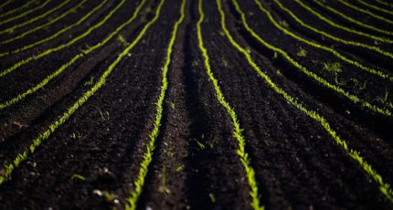 Live-беседа 27.10 «Состояние плодородия черноземных почв и способы его воспроизводства в адаптивно-ландшафтных системах земледелия»