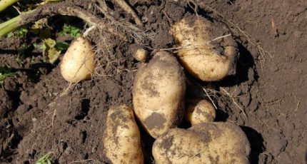 Опробованные советы по успешному хранению картофеля и лайфхак по комнатному картофелеводству