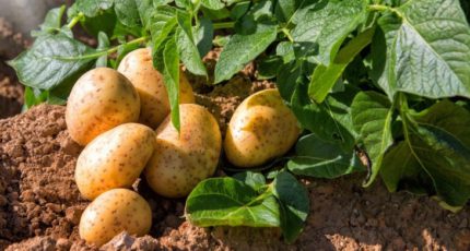 Картофель: урожай, тренды и перспективы