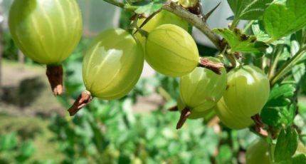 Как посадить крыжовник осенью – советы по выращиванию и обрезке «северного винограда»