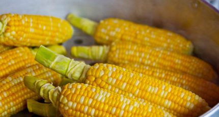 Ученые проследили рост урожайности сладкой кукурузы за последние 80 лет