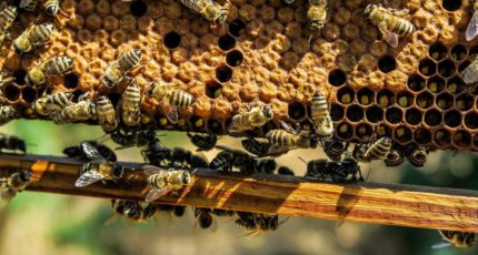Контроль варроатоза на органической пасеке - опыт американского пчеловода