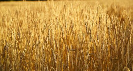Чем полба лучше пшеницы
