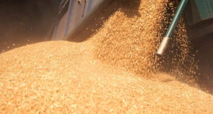 Экспортную пошлину на пшеницу из РФ с 10 августа повысили до 5219,6 рублей за тонну