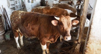 На ферме в Томской области зафиксирована гибель коров от истощения