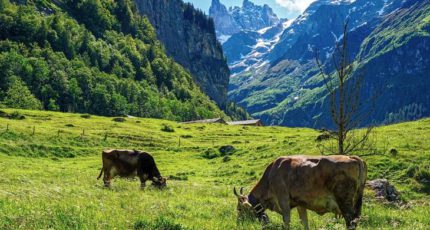 В Швейцарии запустили этикетку продуктов питания регенеративного земледелия