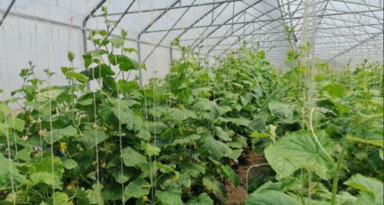 В январе производство тепличных овощей в Росссии увеличилось на 11%