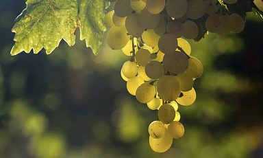 Господдержка виноградарства в России до 2030 превысит 25 млрд рублей