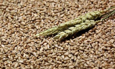 Более 115 млн тонн зерна собрано в России на сегодняшний день