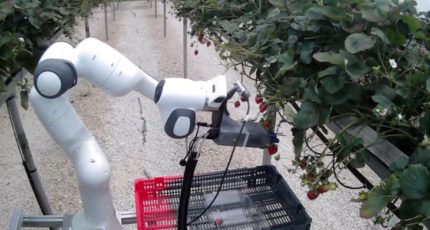 «Робофут» заменит рабочих на фруктовых плантациях