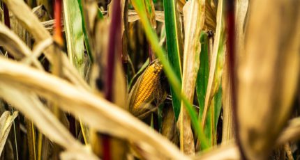 2022 год может стать «годом кукурузы»: эксперты назвали самую маржинальную сельхозкультуру