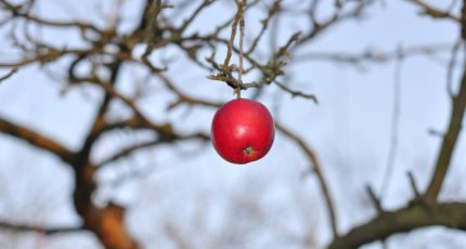 Как провести влагозарядный полив в ноябре