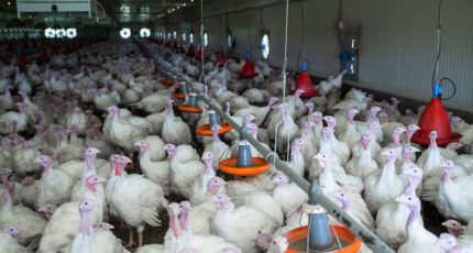 В Польше грипп птиц поразил фермы на 650 тыс. голов