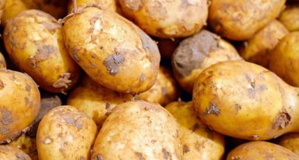 Швейцария переходит на стратегию ранней посадки картофеля в 2022 году