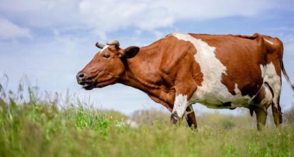 Как метионин поддерживает репродуктивную функцию коров