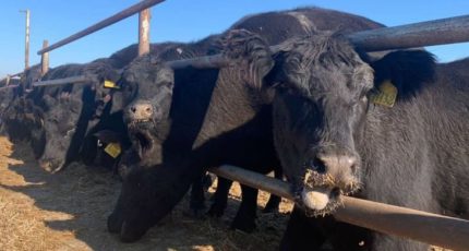 Мясное животноводство в Крыму: ставка на абердинов и герефордов